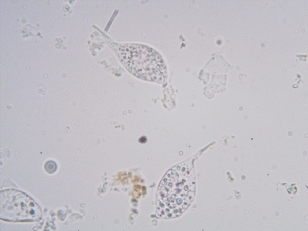 Auguri (spore di Arrasia rostrata gen. & sp. nov)